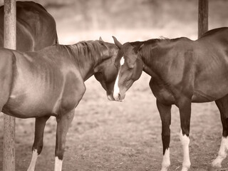 Obraz premium love of horses 