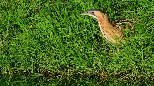 Eurasian Bittern or Great Bittern (Botaurus stellaris) Hunting by the water