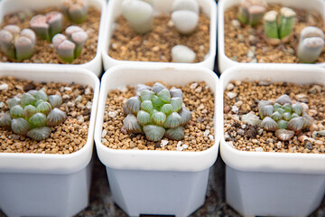 Lithops is a genus of succulent plants native to Africa, mainly in Namibia and South Africa; Class: Magnoliopsida Order: Caryophyllales Family: Aizoaceae Genus: Lithops