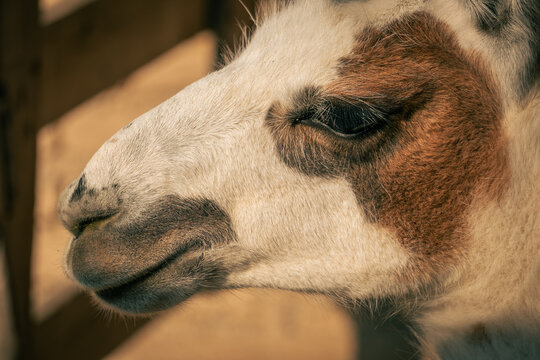A photo of a cute brown and white pony.