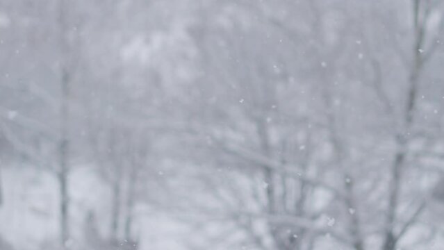 Blurred winter background of snow-covered trees and falling snow. During a snowfall, the world around turns into a place where dreams come true, and every crumb of snow silently whispers its story.