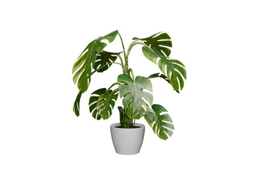 Side view of Monstera in white pot on white background, 3d render
