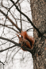 Red Squirrel in the tree
