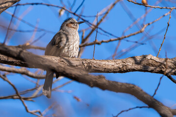 A brown-eared bulbul sits on a tree branch.