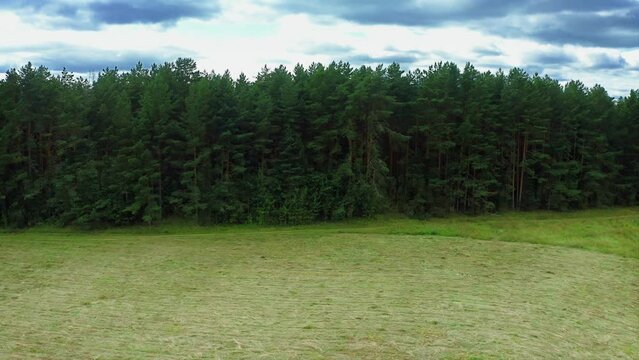 Boundary of Greens, Forest Edge, Wall of Trees. Aerial Drone Shot.