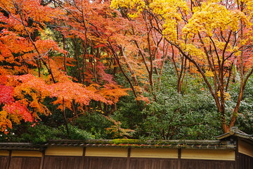 Naklejka na ściany i meble Red and Yellow Autumn Leaves at Komyo-ji Temple, Rurikoin in Kyoto, Japan - 日本 京都 光明寺 京都本院 瑠璃光院 秋の紅葉