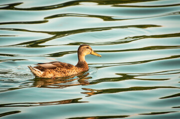 duck on the water
