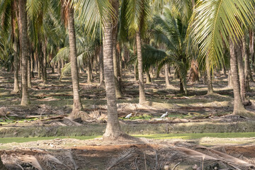 Coconut Farm in Thailand