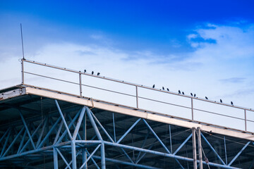 Fototapeta premium Pigeons on the roof