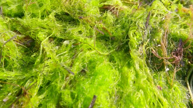 Storm-washed algae and shells on the beath, Macro shot. Green Algae, Green bait weed, Red Hornweed, Dwarf Eelgrass and Marine Mussels, Camera moving forwards above littoral zone