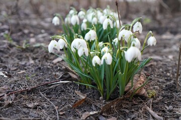 white snowdrop flowers grow on the ground in a garden plot in spring close-up