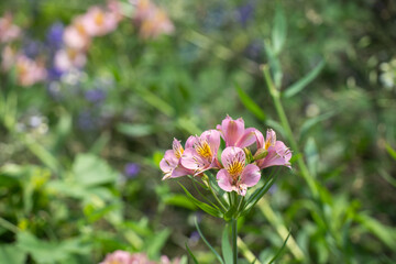 夏の日差しを浴びて咲くアルストロメリアの花