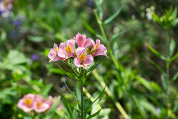夏の緑に映えるアルストロメリアのピンクの花