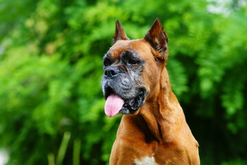 Fototapeta premium portrait of a boxer