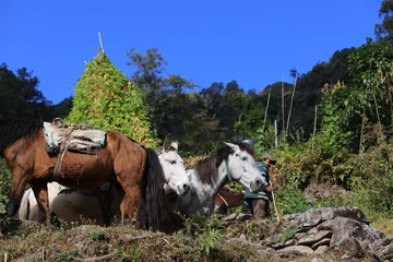 Fotobehang ponys are ready for carrying the goods. Small horse or ponys are still using to transporting materials in nepal © LT
