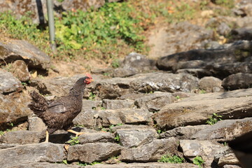 chicken walk around in the village of nepal