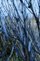 Autumn natural background of dry shrub branches.