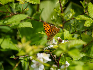 Dark Green Fritillary on Privet
