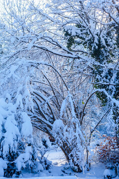 Bedeckte Bäume und Sträucher die vom Schnee zu Boden gedrückt werden