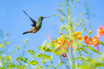 Beautiful Copper-rumped hummingbird hovering in a Pride of Barbados tree in the blue sky