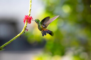 A Copper-rumped hummingbird flying away from camera feeding on flower with bokeh in background