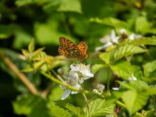 Dark Green Fritillary on Privet
