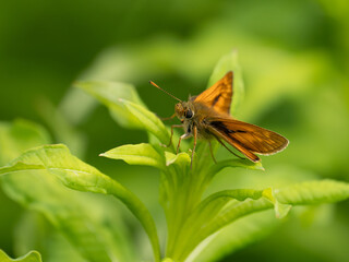 Large Skipper Butterfly. Wings Open.