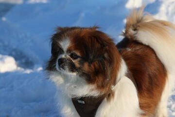 Kleine Tibet Spaniel Dame im Winter, sie liebt den Schnee und die Kälte. So wird jeder Spaziergang zum Abenteuer. Winterhund