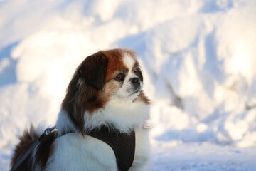 Kleine Tibet Spaniel Dame im Winter, sie liebt den Schnee und die Kälte. So wird jeder Spaziergang zum Abenteuer. Winterhund