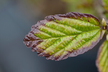 Parottia Persian Spire leaf