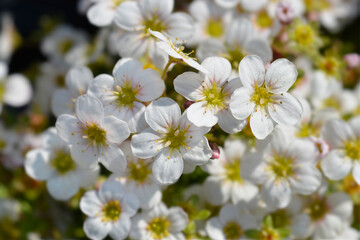 Obraz na płótnie Canvas Mossy Saxifrage Pixie White flowers
