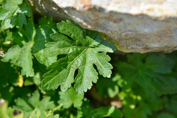 Carolina bristlemallow leaves