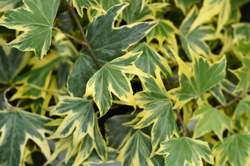 Variegated Common ivy leaves