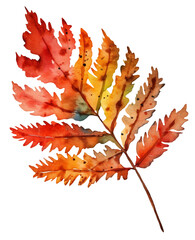 Obraz premium Watercolor illustration of a autumn leaf. Rowan. Transparent background, png. Ai generated.