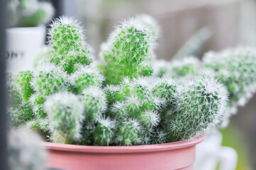 cactus , cactus in the flower pot