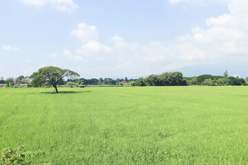 rice field , paddy field or rice plant and sky