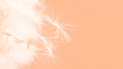 Color of the Year 2024 Peach Fuzz. Beautiful soft background. parachutes dandelion. Copy space....