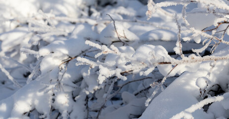 Beauty of winter nature. Completely snowbound branches in snowy park or forest. Selective focus.