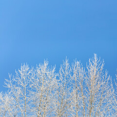 Snowy top poplar trees on blue sky background. Winter or Christmas card square template. Copy space