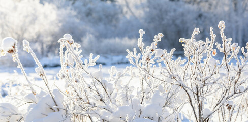 Snowbound rosehip bushes branches on blurred snowy park backdrop in frost sunny winter day.