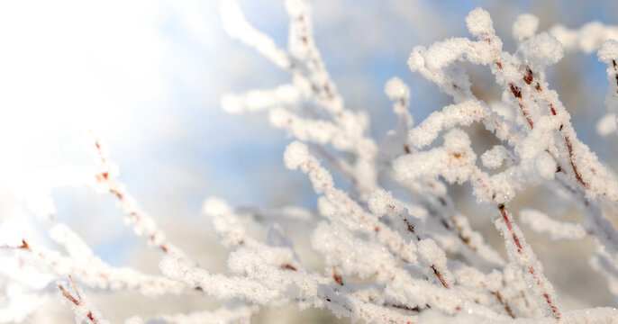 Winter white magic image with snowy rosehip bushes branches close up in frost sunny winter day.