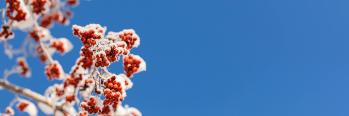 Winter banner. Rowan tree bunches of red berries covered by fluffy snow against blue sky. Copy space