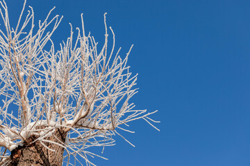 Poplar tree with branches covered by snow on blue sky in sunny winter day. Bottom view. Copy space.