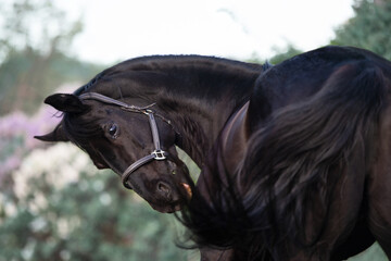 portrait of beautiful black stallion posing nearly blossom lilac bush. cloudy evening