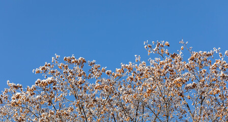 Snowy top trees of young maples with dry seeds on blue sky backdrop in clear winter day. Copy space.