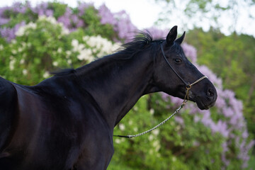 Obraz premium emotional portrait of beautiful black stallion posing nearly blossom lilac bush. cloudy evening