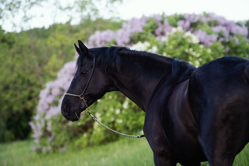 portrait of beautiful black stallion posing nearly blossom lilac bush. cloudy evening