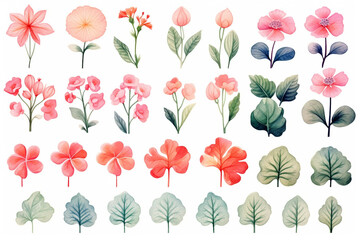 Watercolor painting Begonia symbols on a white background. 