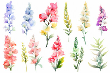 Fototapeta na wymiar Watercolor paintings Snapdragon flower symbols On a white background. 