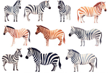 Set Of Watercolor paintings Zebra on white background. 